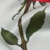 Thin silk satin scarf